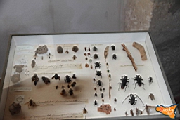 Santa Ninfa 19 11 2016 174.jpg